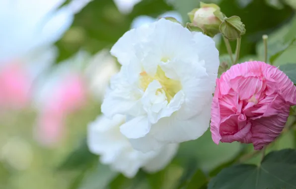 Flowers, buds, mallow