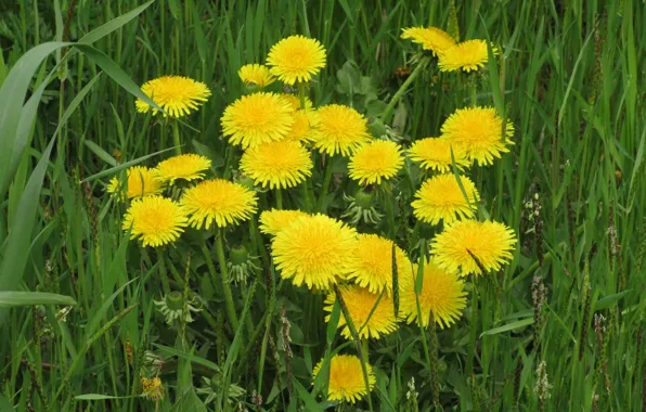 Picture grass, flowers, dandelion, spring 2018, Mamala ©