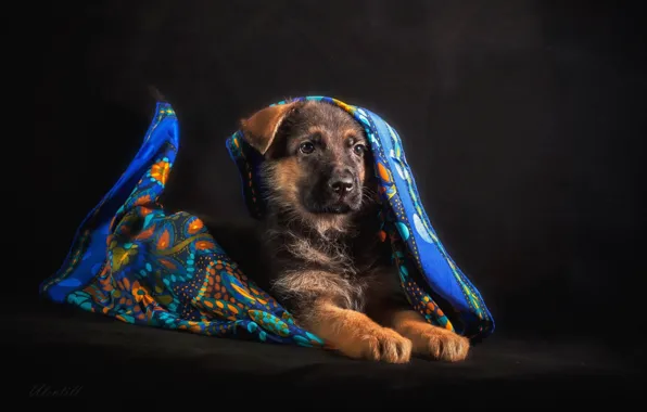 Picture puppy, shawl, shepherd, German