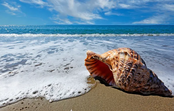 Sand, sea, beach, clouds, nature, shell