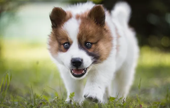 Picture grass, look, face, glade, portrait, dog, small, puppy