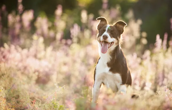 Picture summer, look, each, dog