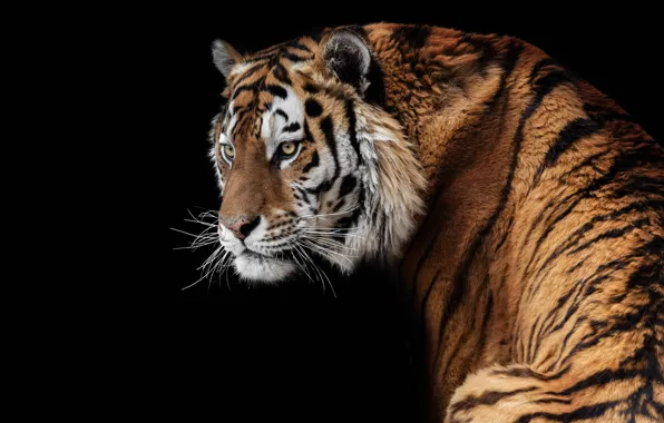 Picture tiger, predator, handsome, Amur