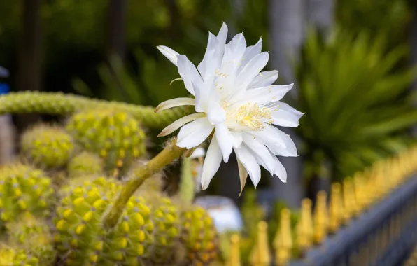 Flower, cactus, blooming, flowering cactus