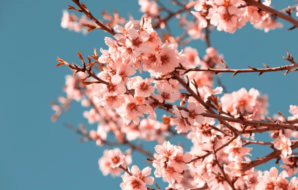 Light, flowers, branches, cherry, spring, garden, Sakura, pink