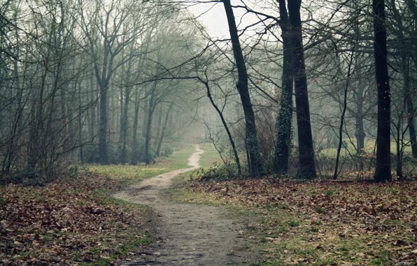 Road, autumn, forest, trees, fog, path