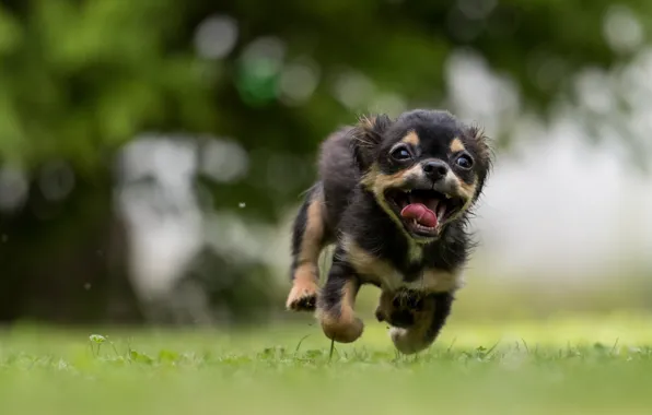 Language, summer, grass, eyes, face, nature, animal, dog