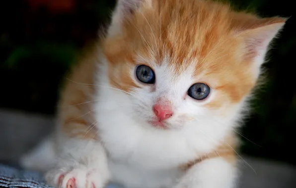 Macro, kitty, muzzle, white-red
