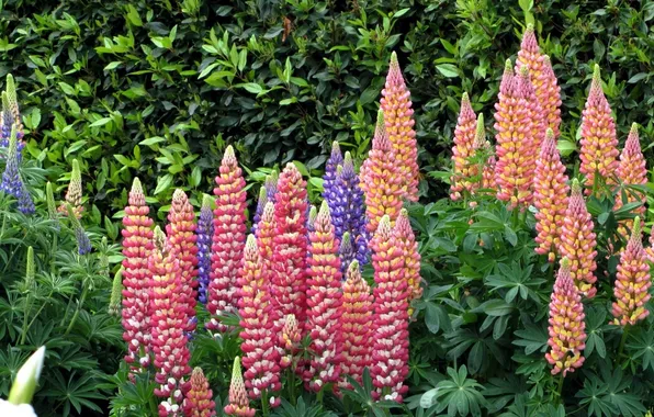 Colorful, candle, Lupin
