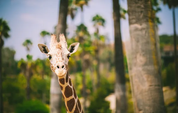 Picture animal, giraffe, looks