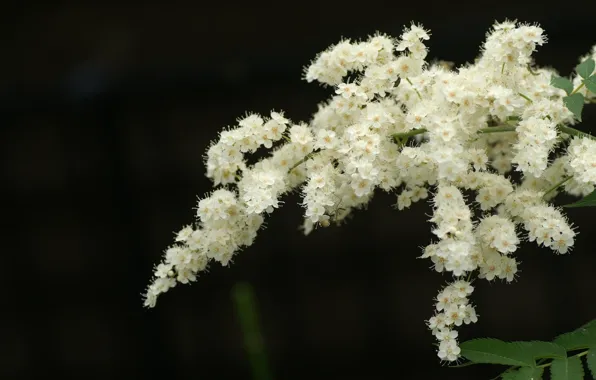 Picture flowers, branches, background, insect