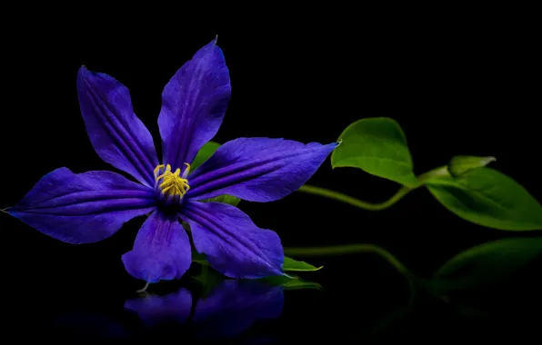 Purple, clematis, clematis