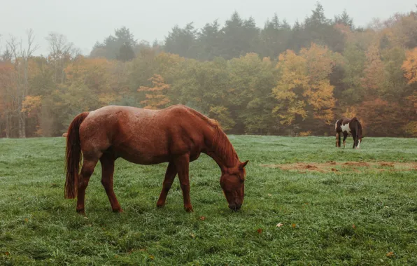 Field, autumn, forest, nature, horses, horse, pasture, grazing