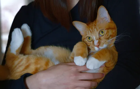 Cat, cat, look, girl, hands, red, cute, lies