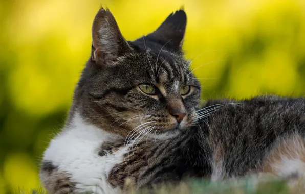 Picture cat, cat, look, face, yellow, grey, background, portrait