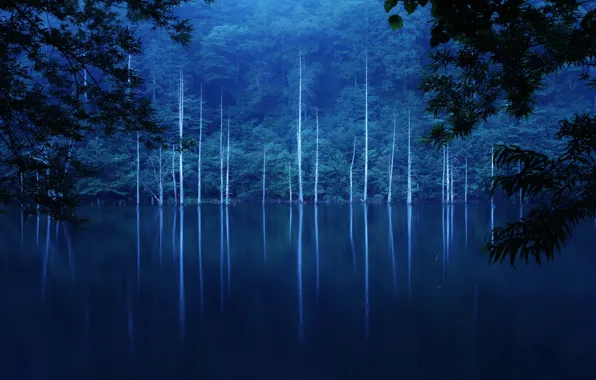 Forest, trees, night, fog, lake, slope