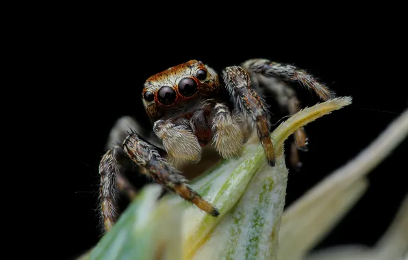 Look, leaves, macro, pose, plant, spider, black background, bokeh