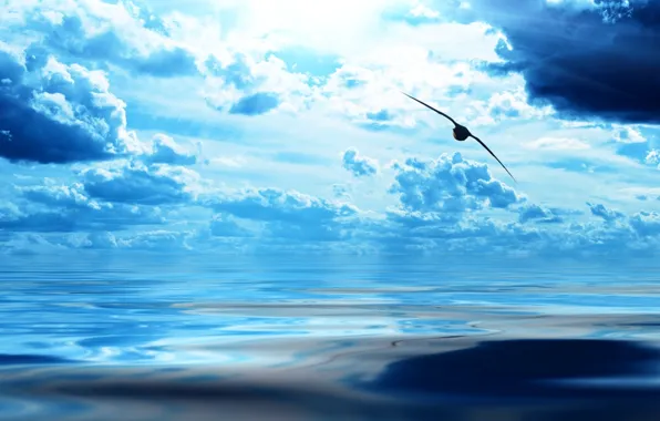 Picture sea, the sky, nature, bird