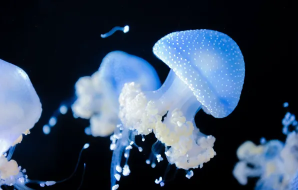 The ocean, Jellyfish, Macro