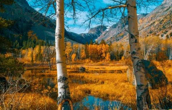 Picture autumn, forest, trees, landscape, mountains, nature, CA, canyon