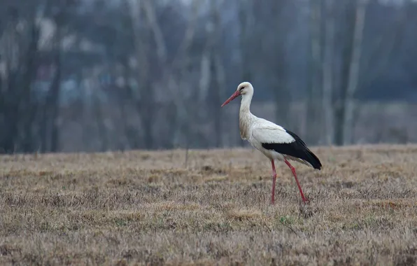 Field, birds, spring, stork