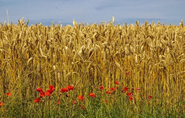 Wheat, field, summer, Maki, ears