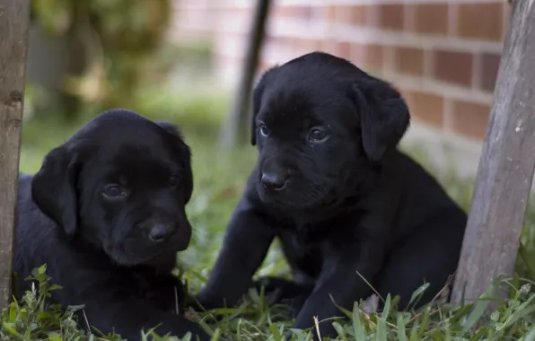 Puppies, yard, kids, black