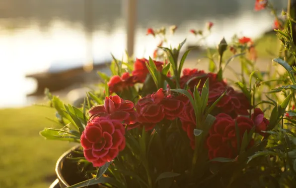 Summer, flowers, Park, shore, Bush, blur, red, flowerbed