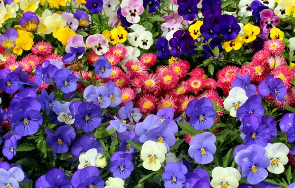 Flowers, glade, bright, yellow, purple, red, white, Pansy