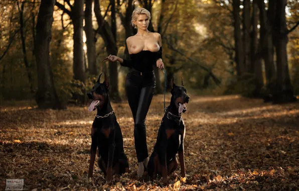 Dogs, chest, look, leaves, trees, sexy, pose, Park