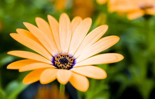 Picture flower, orange, pollen, petals, stamens