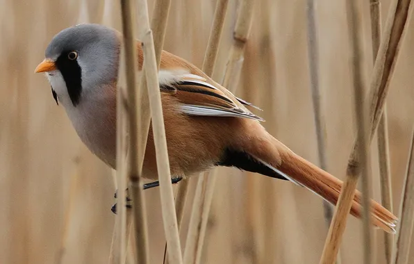 Picture nature, bird, color, plants, feathers, stem