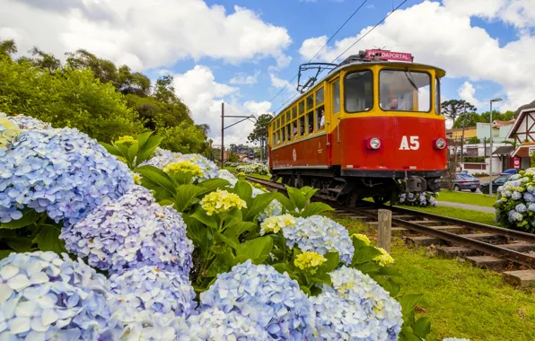 Flowers, tram, Brazil, hydrangea, Brazil, Campos do jordão, Capivari Square, Campos Do Jordao