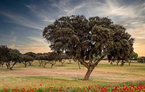 Field, summer, clouds, trees, flowers, tree, foliage, Maki
