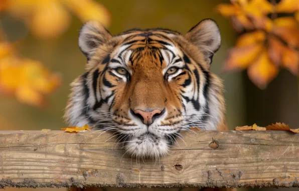 Autumn, look, face, leaves, tiger, the fence, portrait, Board