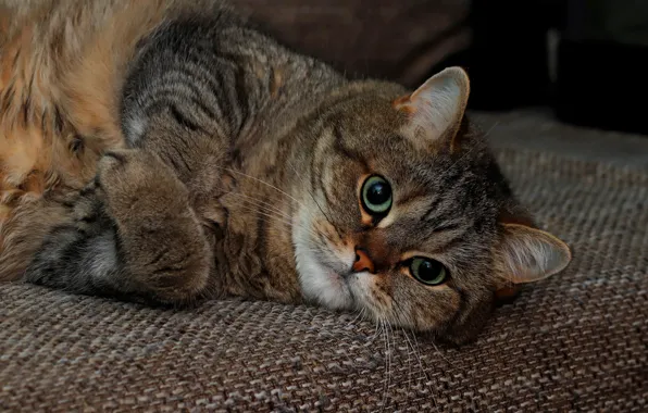 Cat, cat, look, face, pose, the dark background, grey, background