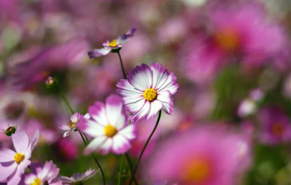 Picture macro, petals, blur, pink, white, Kosmeya