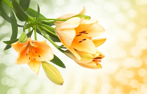 Picture flowers, Lily, spring, yellow, buds, bokeh