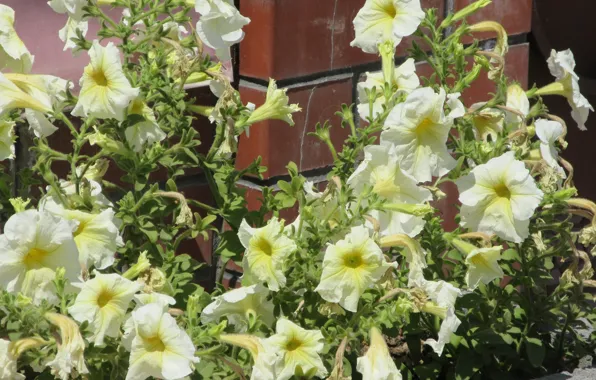 Flowers, flowerbed, yellow, Petunia, petunias, Mamala ©, summer 2018