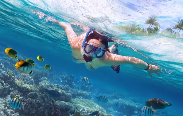 Picture Scuba Diving, diving, marine life