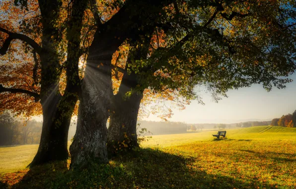 Field, autumn, the sun, rays, light, trees, bench, fog