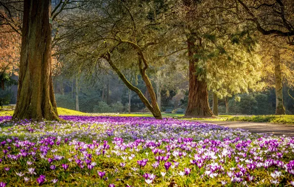 Picture flowers, Park, spring