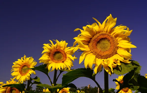 The sky, yellow, sunflower