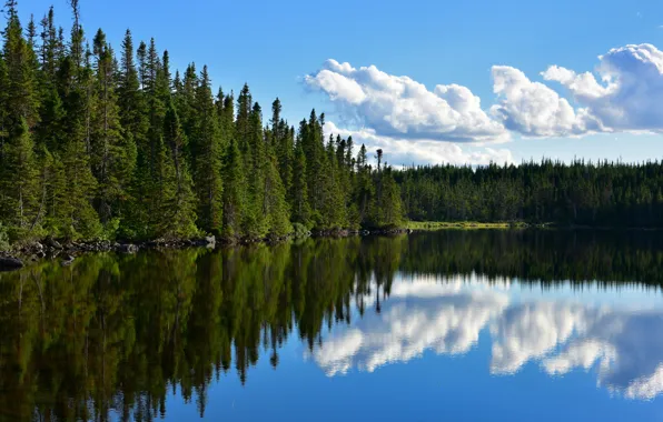 Forest, lake, pond, reflection, Canada, Canada, Newfoundland, Newfoundland