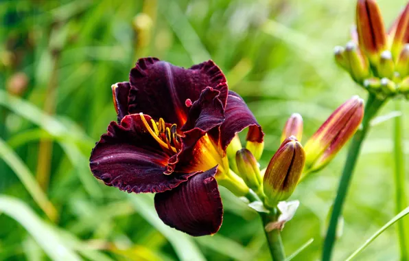 Picture beauty, bokeh, Purple Lily Bloom, Purple Lily Bloom