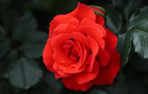 Macro, close-up, rose, petals, red, scarlet