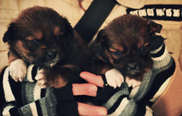 Heat, dog, hands, puppy, mittens