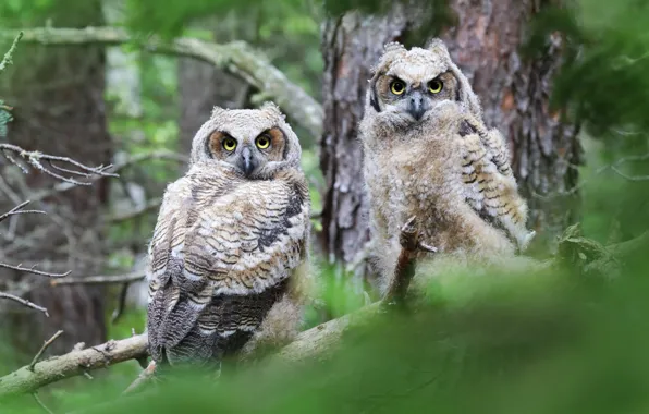 Birds, pair, owls
