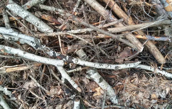 Branches, nature, tree, stick, chaos