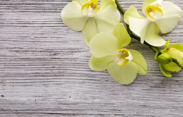 Yellow, wood, Orchid, flowers, orchid